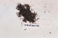 藏品(小牛舌蘚)的圖片